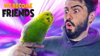 How to Train a Budgie | Easier than a Dragon