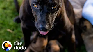 Mama Dog Protects Her Babies Even After Getting Hurt | The Dodo