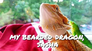 Sasha, my Bearded Dragon!