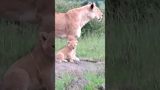 Tiny lion cub wants to play with his mother😊! #shorts#baby#lion