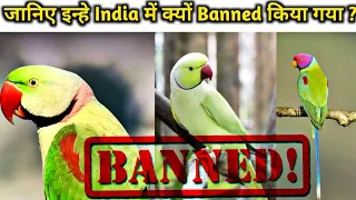 जानिए इन्हे India में क्यों Banned किया गया || Why Indian Parrot Banned in India