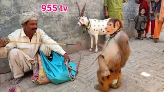 Bandar ka khel | Bandar ka tamasha || monkey full drama || monkey funny video || 955 tv