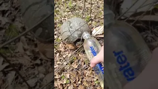 Turtle Unexpectedly Attempts to Attack Person as She Gives Them Water After Rescuing Them - 1416139