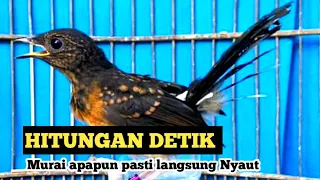 Pancingan murai trotol memancing emosi bikin murai batu trotol & Pastol bunyi gacor | Kretekan 24