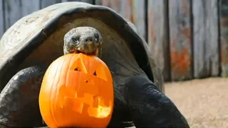 Sydney Zoo celebrates Halloween