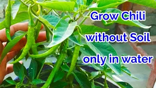 Easy To Grow Chili in Water At Home, How to grow Chili at home in Hydroponic System/chili