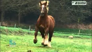 La Belle Histoire de Bernard et son cheval Qué Sauvé - Equidia Life