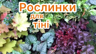 ТІНЬОВИЙ САД ☘️ Назви рослин 🌿 Результат яблучного 🍏експерименту.