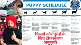 Puppy Vaccines - Everything You Must Know About Vaccinating  Schedule Your Dog. Bhola Shola.