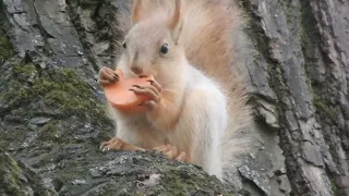 Бельчонок ест морковку / A small squirrel eats a carrot