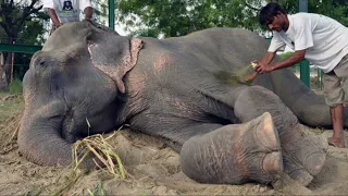 Когда его спасли после 50 лет мучений, слон заплакал, впечатлительным просьба не смотреть!