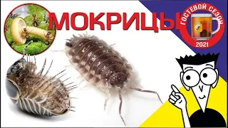 Кормовая культура. Мокрицы Доступно и легко!