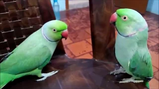 Best talking parrots