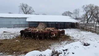 СЕНО ВВОЛЮ СТАВИМ БЫЧКАМ.  Много кормов - легкая зимовка. январь 22 года.