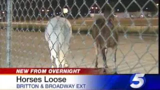 Horses Loose On Metro Highway