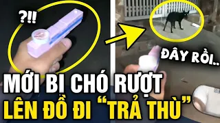 Mỗi lần ra đường là BỊ CHÓ ĐUỔI, thanh niên cay cú LÊN ĐỒ đi trả thù từng con | Tin 3 Phút