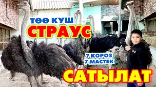 Охоо! ӨТӨ чоң ТӨӨ КУШТАР сатылат ~ 7 короз, 7 мастек бар ~ СТРАУС