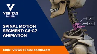 Spinal Motion Segment: C6-C7 Animation