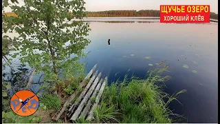 Забытое ЩУЧЬЕ ОЗЕРО. Рыбалка на спиннинг и кружки. Хороший клёв маленькой но щуки.