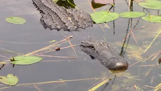 Gators in Everglades National Park