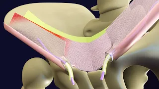 3D Inguinal Canal Anatomy - Boundaries of Inguinal Canal - Superficial and Deep Inguinal Ring
