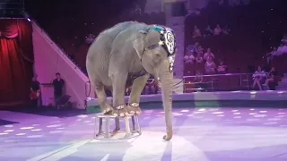 слон#цирк#Иваново2023