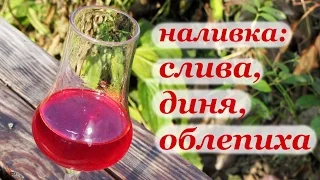 Рецепт наливки из сливы, дыни и облепихи