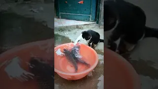 Funny Cats and Fish 😻🐠 Cats Playing With Fish [Funny Pets] #short #funnycatcompilation