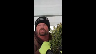 Short Video On The Green Velvet Boxwood