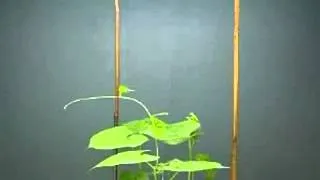 Time Lapsed Twining Motion of Vines