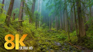 8K Olympic National Park, USA - Nature Documentary Film + Relaxing Music - Episode #2