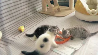 Three kittens eat together. Why does this cat fall asleep after eating? The appetite is a bit small