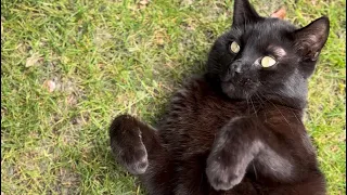 Cute cat relaxing in garden