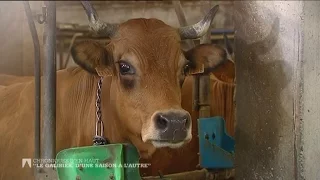 Les tarines piaffent d'impatience à l'appel du printemps