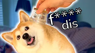 Shiba makes AWFUL Choices