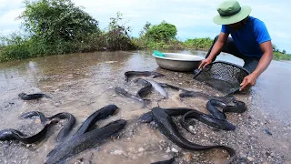 Village Fishing! a fisherman a lot of catch catfish on the road when flood water catch by hand