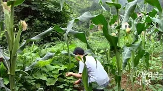 女子隱居山里，山居生活第五天，採院子裡的南瓜花做了道美食