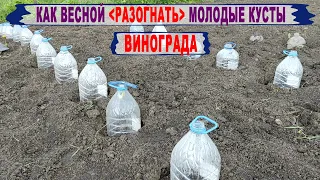 🍇 Простейший способ "РАЗОГНАТЬ" весной МОЛОДОЙ САЖЕНЕЦ винограда. И как защитить ЕГО от заморозка.