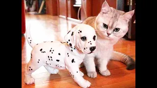 😺 Who is this? Bring it back! 🐶 Funny videos with dogs, cats and kittens! 🐱