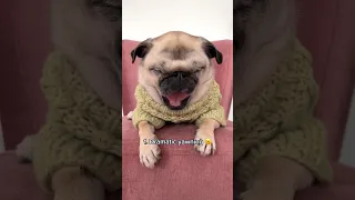 The different NOISES my ✨PUG✨ makes #dog #pug #funny #cute