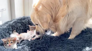 Golden Retriever Reacts to Tiny Kittens and Puppy that Occupying his Bed