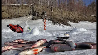 НАШЕЛ ЛЕЩА И ОКУНЯ ПОД БЕРЕГОМ!Рыбалка на комбайны, безмотылка.Первый лед уже на днях, очень жду)))