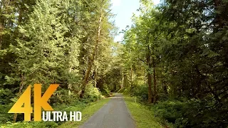 4K Snoqualmie Forest Walk - Virtual Hike Video with Nature Sounds - 10Bit Color