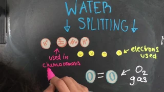 Light-Dependent Stage of Photosynthesis