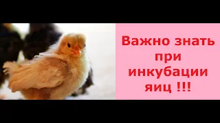 Инкубация яиц. Мыть или не мыть? Плохой вывод? Задохлики? Ответы на часто задаваемые вопросы.Часть 1