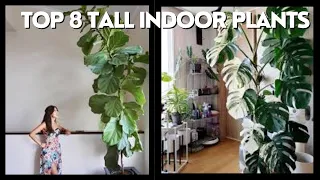 GREEN GIANTS:  8 Tall Indoor Plants for Your HOME OR OFFICE