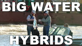 Fishing Ohio River Hydros for Hybrid Striped Bass