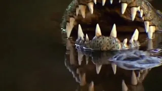 Крокодил_против_Акулы