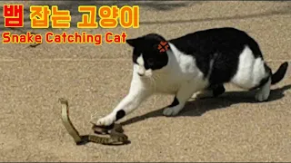 길고양이 뱀 싸움     Cat Snake Fight   ねこ  猫と蛇の戦い