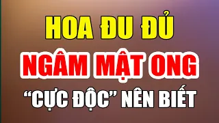 Bác sĩ CẢNH BÁO, HOA ĐU ĐỦ ĐỰC ngâm mật ong CỰC ĐỘC, tuổi già nên biết để dặn dò con cháu